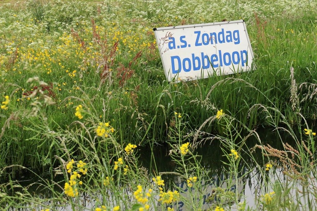 Zondag in Nootdorp halve marathon rond de Dobbeplas - Pijnacker-Nootdorp TV (persbericht)